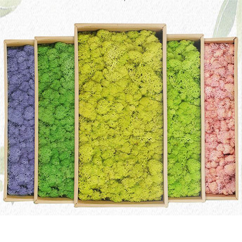 20g Artificial Green Plants Et – Terrarium Moss Art recenzja i cena