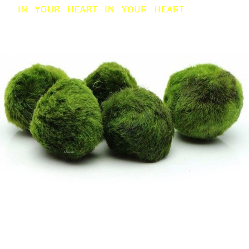 【X】3-4cm Marimo Moss Balls Liv – Terrarium Moss Art recenzja i cena