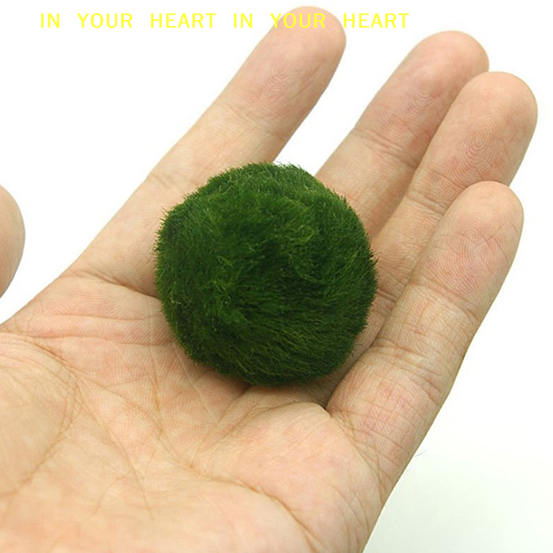 【X】3-4cm Marimo Moss Balls Liv – Terrarium Moss Art recenzja i cena