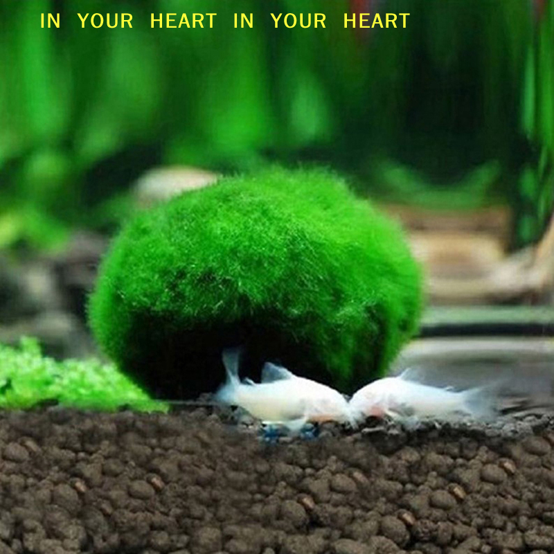 【X】3-4cm Marimo Moss Balls Liv – Terrarium Moss Art recenzja i cena