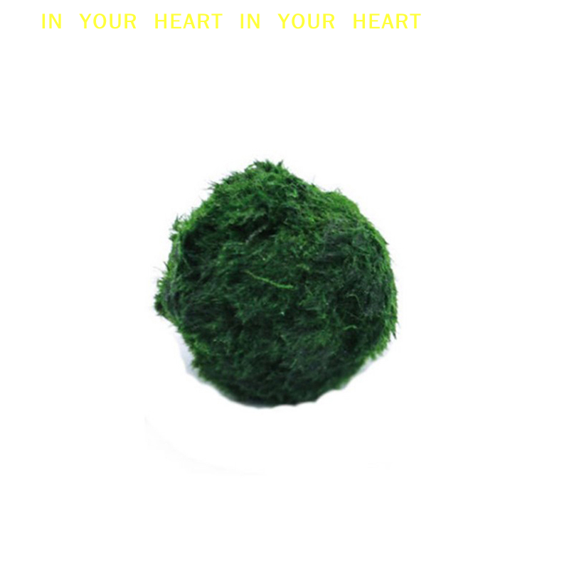 【X】3-4cm Marimo Moss Balls Liv – Terrarium Moss Art recenzja i cena